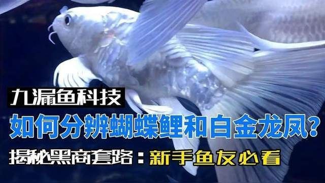 蝴蝶鯉和龍鳳怎么辨別 蝴蝶鯉和龍鳳怎么辨別 龍魚論壇 第3張