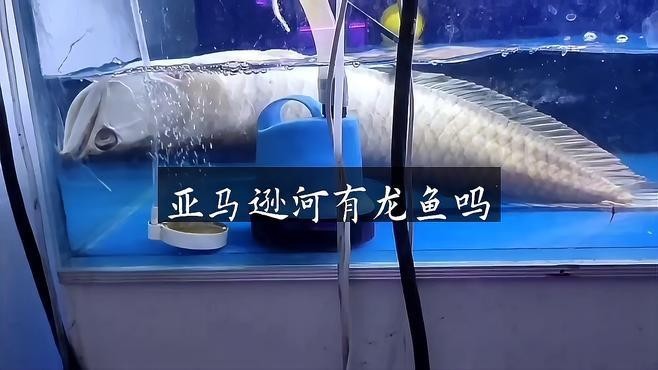 龍魚生活在什么河流