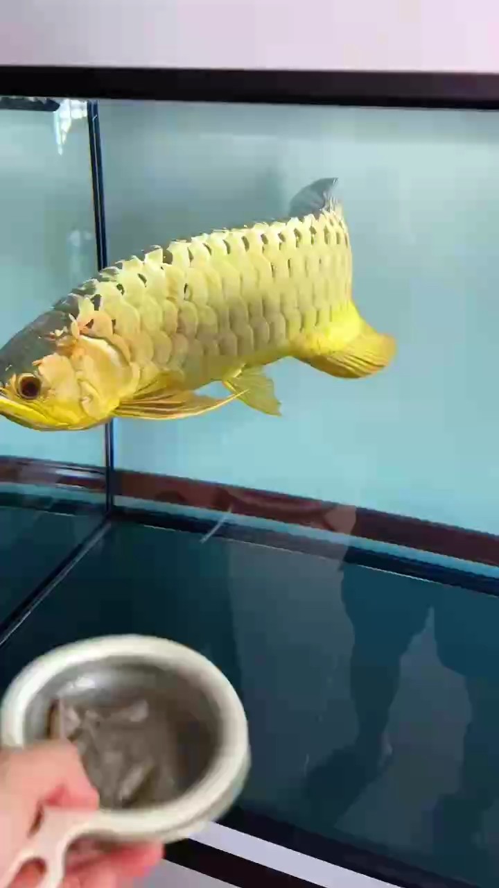 喂的是魚，養的是心。