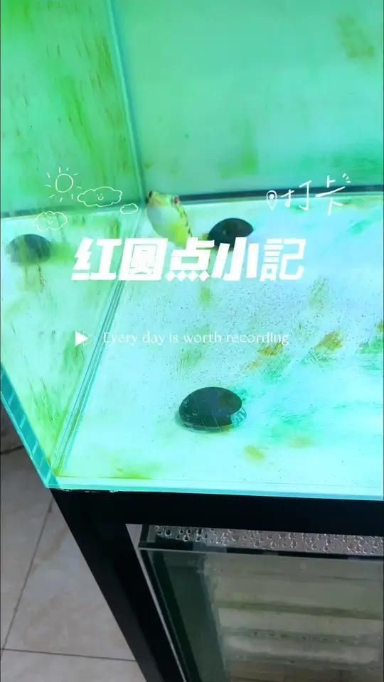 紅圓點(diǎn)狗頭