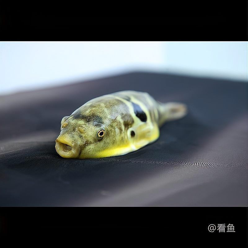 弓斑河豚是狗頭魚(yú)是河豚嗎