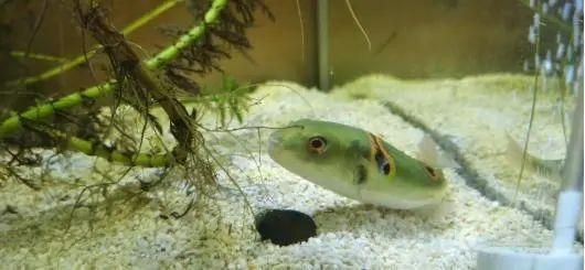 弓斑河豚是狗頭魚是河豚嗎 弓斑河豚是狗頭魚是河豚嗎 龍魚論壇 第5張