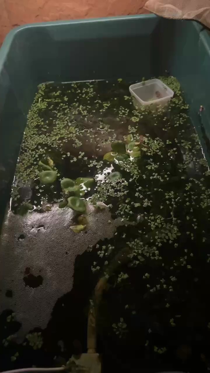 也不知能不能繁殖出來 也不知能不能繁殖出來 龍魚論壇