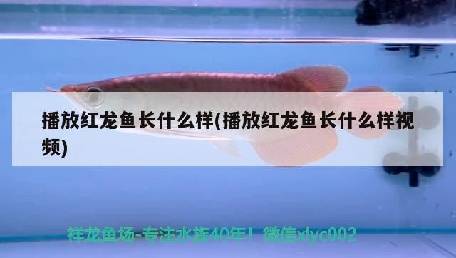 廣州賣龍魚地址在哪里啊多少錢(廣州賣龍魚地址在哪里啊多少錢一條)