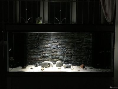 熱帶魚(yú)的飼養(yǎng)指南：底濾魚(yú)缸可以鋪石頭嗎