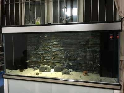 熱帶魚(yú)的飼養(yǎng)指南：底濾魚(yú)缸可以鋪石頭嗎