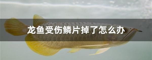 龍魚缸測水質(zhì)：)-龍魚受傷后如何治療)龍魚受傷后的治療方法 龍魚缸測水質(zhì)：)-龍魚受傷后如何治療)龍魚受傷后的治療方法 龍魚百科 第6張