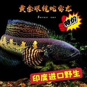紅龍魚喂飼料好還是喂蝦好（紅龍魚喂飼料好還是喂蝦好呢） 紅龍魚喂飼料好還是喂蝦好（紅龍魚喂飼料好還是喂蝦好呢） 龍魚百科