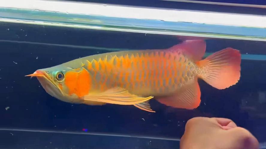 有沒有超血龍魚發(fā)色實例分享？ 有沒有超血龍魚發(fā)色實例分享？ 龍魚論壇 第14張