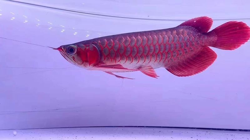 有沒有超血龍魚發(fā)色實例分享？ 有沒有超血龍魚發(fā)色實例分享？ 龍魚論壇 第23張