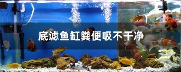 底濾魚缸過濾系統是保持過濾效果的原理是將水通過過濾介:如何提高底濾魚缸的過濾效果 魚缸百科 第4張 底濾魚缸過濾系統是保持過濾效果的原理是將水通過過濾介:如何提高底濾魚缸的過濾效果 底濾魚缸過濾系統是保持過濾效果的原理是將水通過過濾介:如何提高底濾魚缸的過濾效果 魚缸百科 第4張