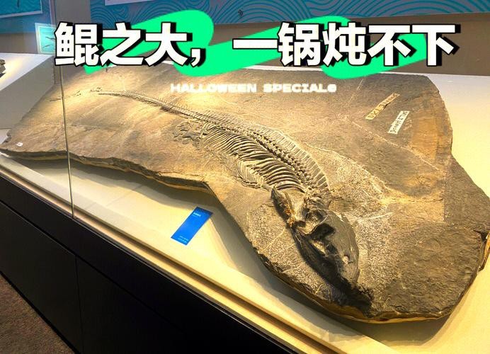 貴州龍魚化石圖片大全 貴州龍魚化石圖片大全 龍魚百科 第1張