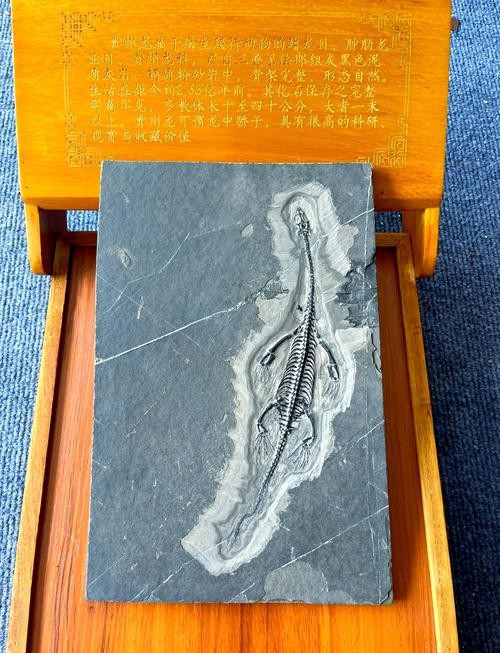 貴州龍魚化石圖片大全 貴州龍魚化石圖片大全 龍魚百科 第8張