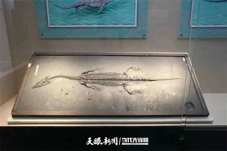 貴州龍魚化石圖片大全 貴州龍魚化石圖片大全 龍魚百科 第10張