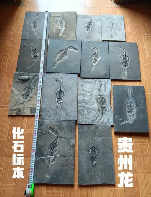 貴州龍魚化石圖片大全 貴州龍魚化石圖片大全 龍魚百科 第12張