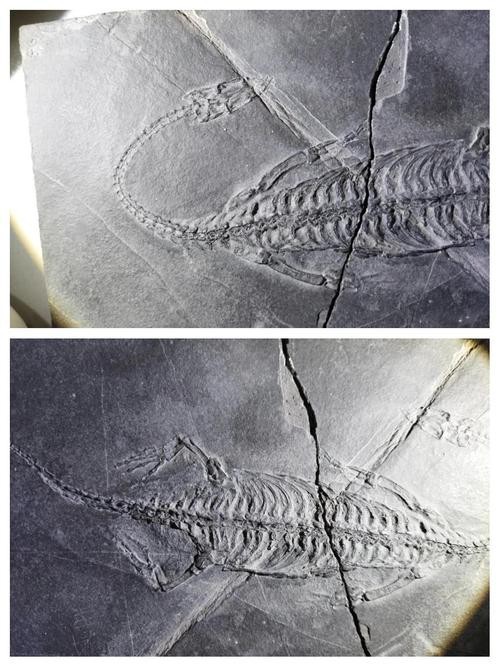 貴州龍魚化石圖片大全 貴州龍魚化石圖片大全 龍魚百科 第7張