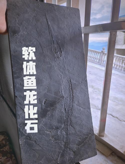 貴州龍魚化石圖片大全 貴州龍魚化石圖片大全 龍魚百科 第6張