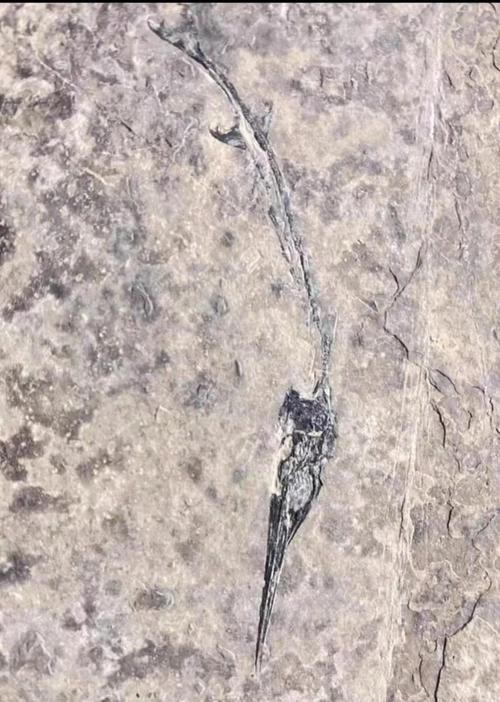 貴州龍魚化石圖片大全 貴州龍魚化石圖片大全 龍魚百科 第15張