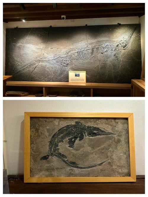 貴州龍魚化石圖片大全 貴州龍魚化石圖片大全 龍魚百科 第17張