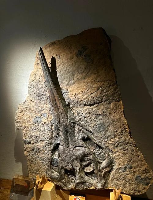 貴州龍魚化石圖片大全 貴州龍魚化石圖片大全 龍魚百科 第16張