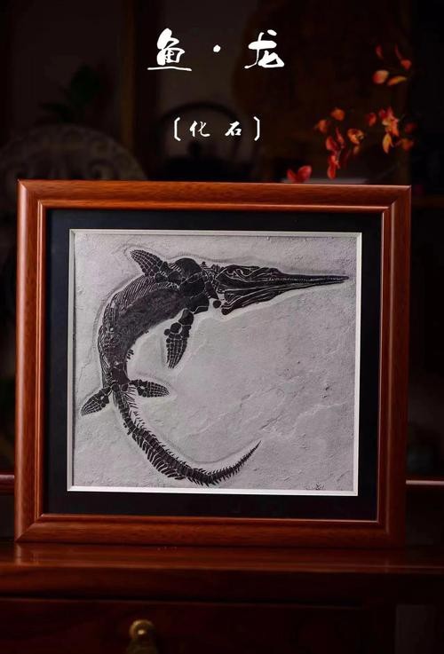 貴州龍魚化石圖片大全 貴州龍魚化石圖片大全 龍魚百科 第14張