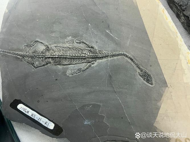 貴州龍魚化石圖片大全 貴州龍魚化石圖片大全 龍魚百科 第21張