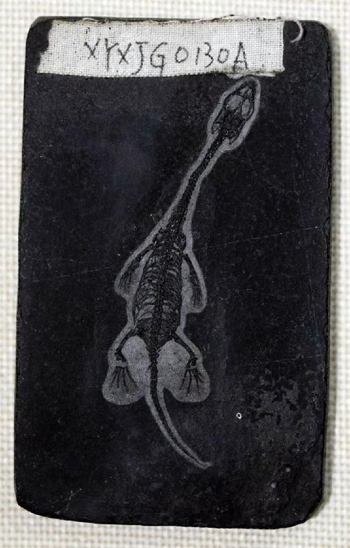貴州龍魚化石圖片大全 貴州龍魚化石圖片大全 龍魚百科 第23張
