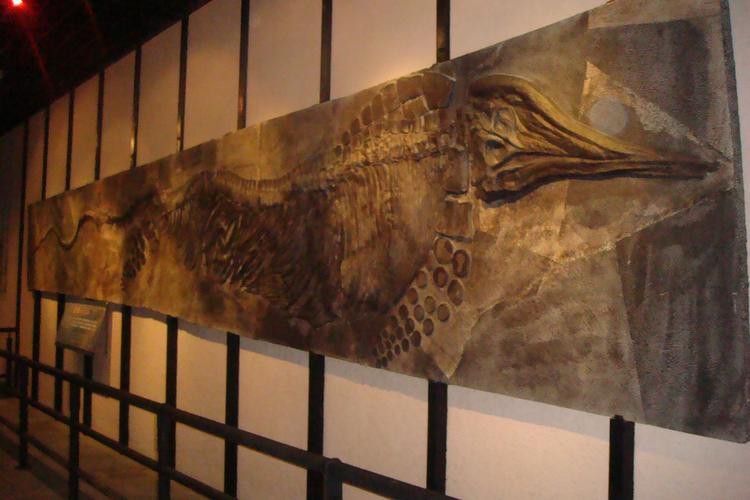 貴州龍魚化石圖片大全 貴州龍魚化石圖片大全 龍魚百科 第27張