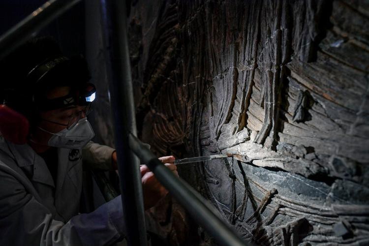貴州龍魚化石圖片大全 貴州龍魚化石圖片大全 龍魚百科 第25張