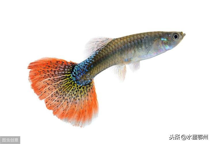 淡水鳳尾魚圖片