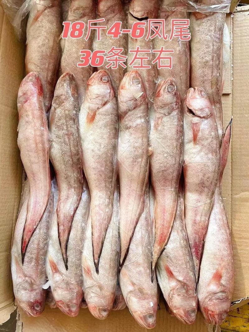 淡水鳳尾魚圖片