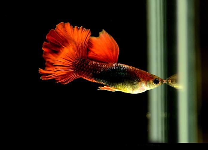 淡水鳳尾魚圖片