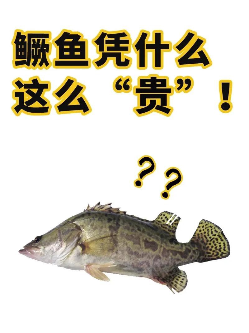 桂花魚圖片高清大圖