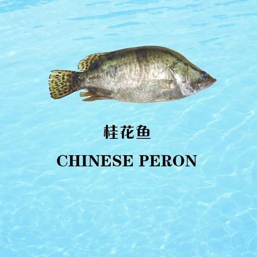 桂花魚圖片高清大圖