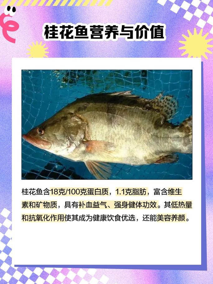 桂花魚圖片高清大圖