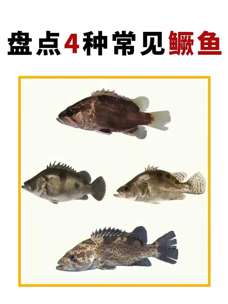 桂花魚圖片高清大圖