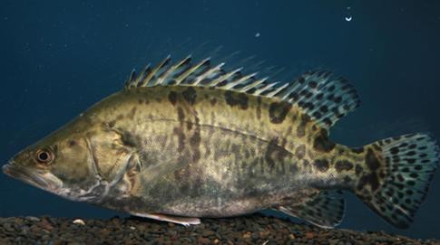 桂花魚圖片高清大圖