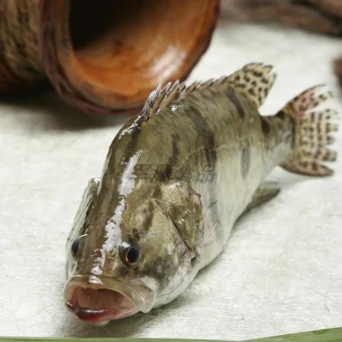 桂花魚圖片高清大圖