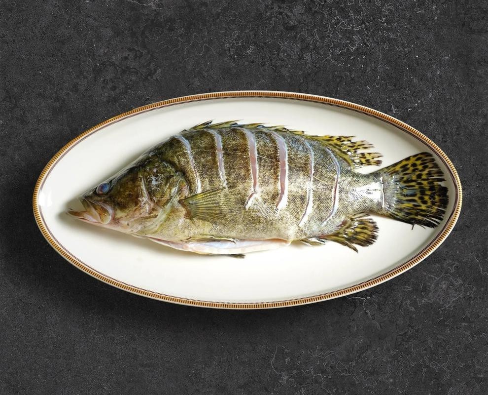 桂花魚圖片高清大圖