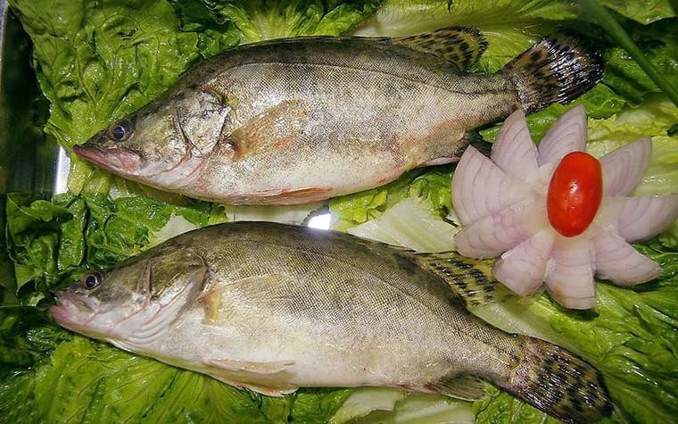 桂花魚圖片高清大圖