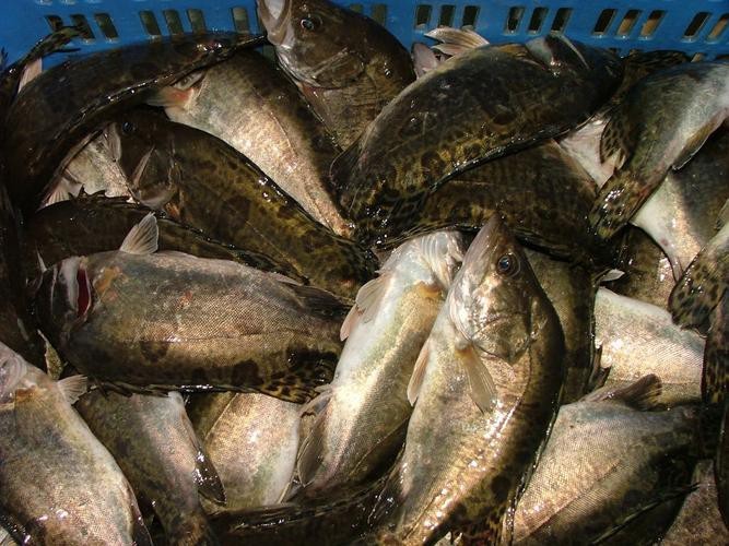 桂花魚圖片高清大圖