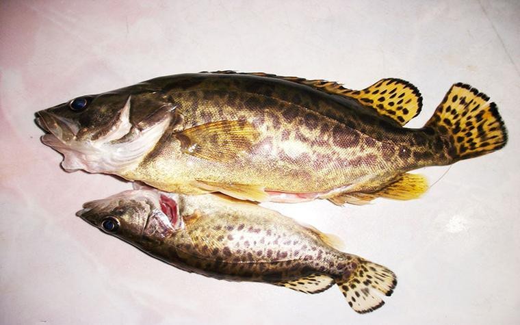 桂花魚圖片高清大圖