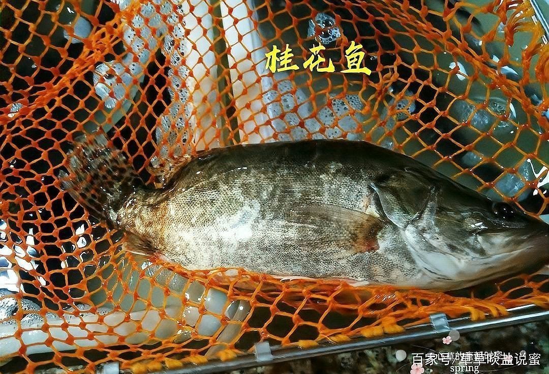 桂花魚圖片高清大圖