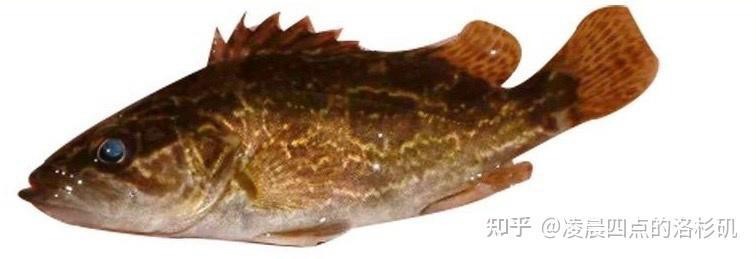 桂花魚圖片高清大圖