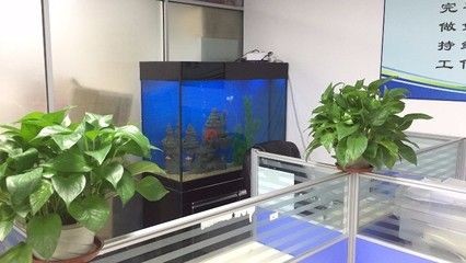 魚缸品質(zhì)排行 魚缸品質(zhì)排行 魚缸百科 第1張