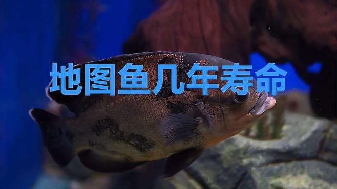 地圖魚一般能活幾年