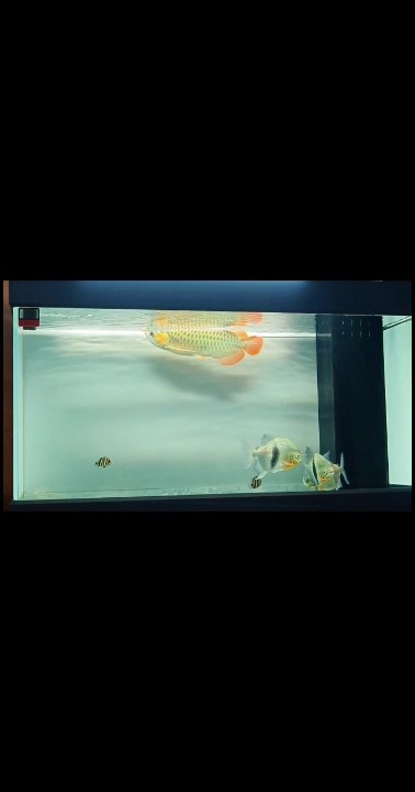 日常換水打卡 日常換水打卡 龍魚論壇 第1張