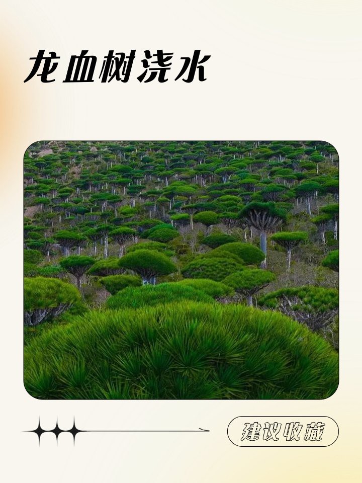 龍血樹多久澆一次水 龍血樹多久澆一次水 龍魚論壇 第4張