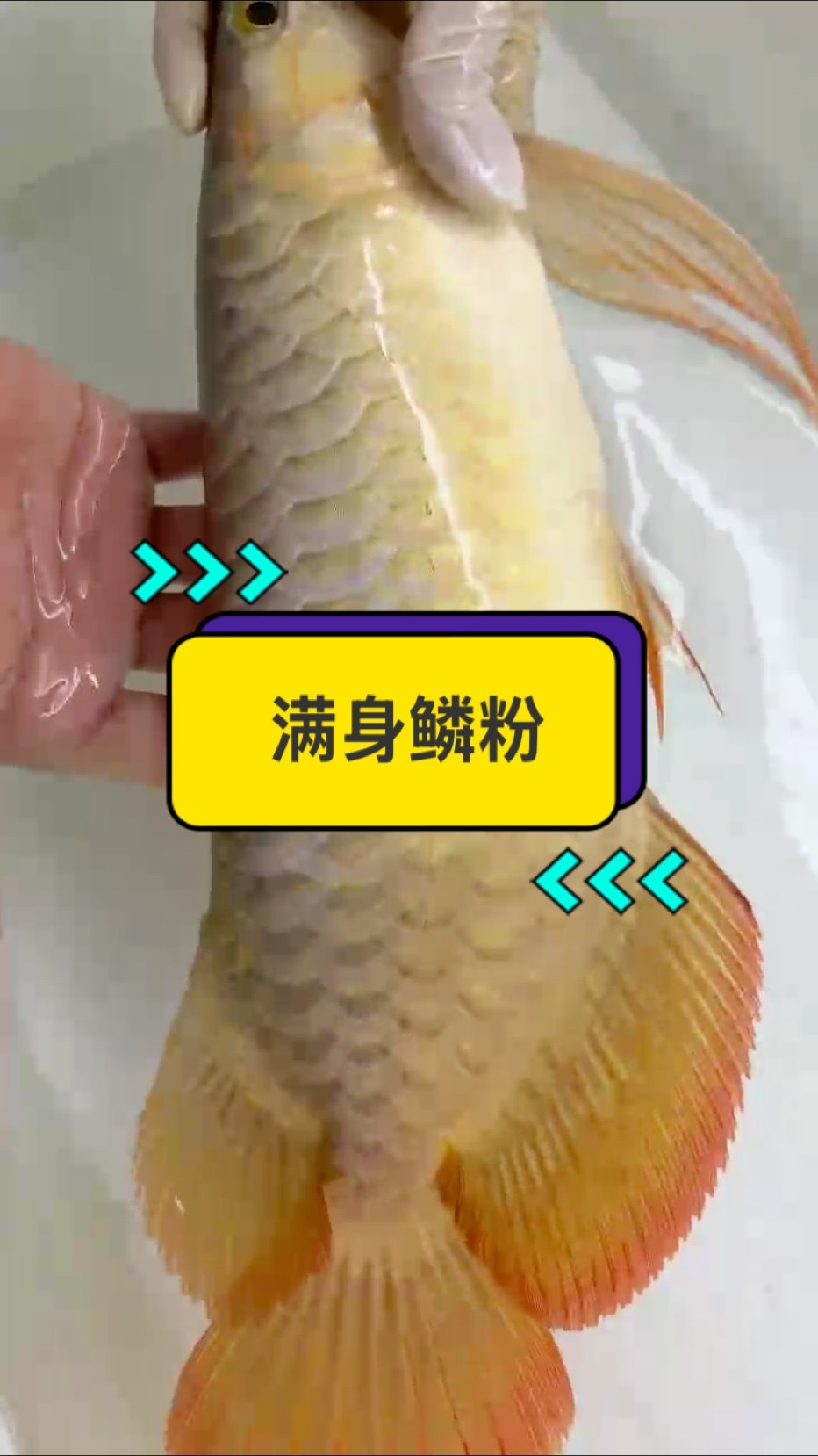 滿身鱗粉??
#紅龍 #觀賞魚 #萬隆天王紅龍 #龍魚