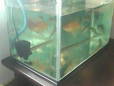 魚缸改下過濾視頻：如何將魚缸從底部過濾器升級到下過濾系統